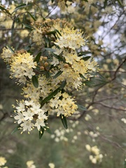 Phebalium squamulosum