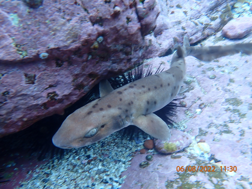 Orange Spotted Catshark