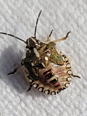 Carpocoris purpureipennis