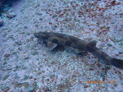 Asymbolus rubiginosus