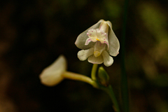 Polystachya subumbellata image