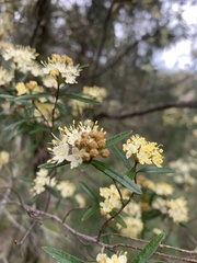 Phebalium squamulosum
