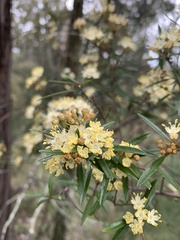 Phebalium squamulosum