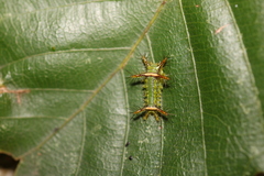 Limacodidae