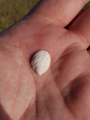 Crepidula plana