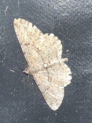 Peribatodes rhomboidaria