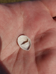Crepidula plana