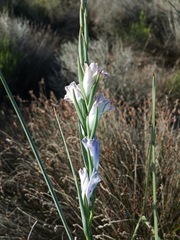 Gladiolus carinatus