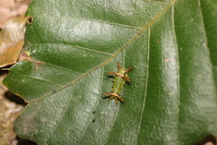 Limacodidae