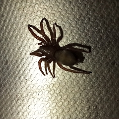 Scotophaeus blackwalli