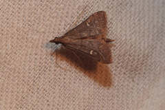 Dolicharthria punctalis