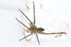 Dolomedes vittatus