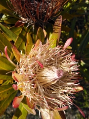 Protea susannae