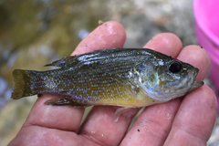 Lepomis cyanellus