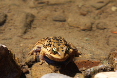 Rana