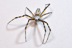 Argiope trifasciata