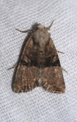 Mesoligia furuncula