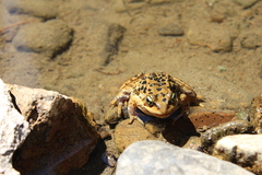 Rana
