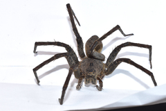 Araneae