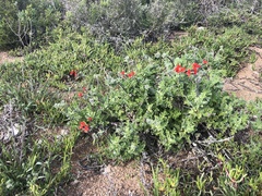 Pelargonium fulgidum