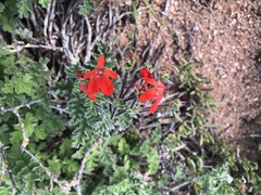 Pelargonium fulgidum