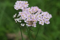 Anthophila fabriciana