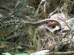 Silvascincus murrayi