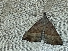 Hypena proboscidalis