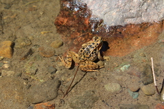 Rana