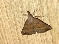 Hypena proboscidalis