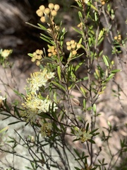 Phebalium squamulosum
