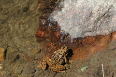 Rana
