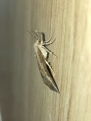 Hypena proboscidalis