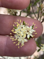 Phebalium squamulosum