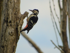 Dendrocopos leucotos