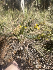 Acacia buxifolia