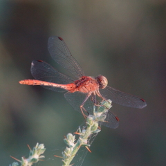Diplacodes bipunctata