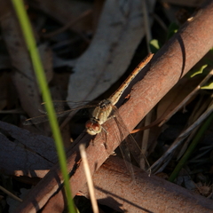 Diplacodes bipunctata