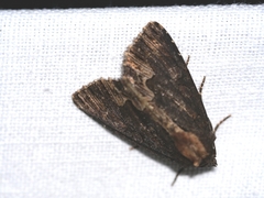 Dypterygia scabriuscula