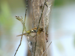 Fringilla coelebs