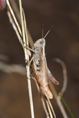 Gomphocerippus rufus