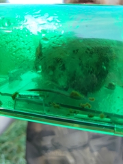 Clethrionomys glareolus