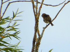 Fringilla coelebs