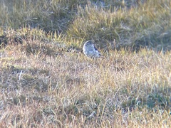 Plectrophenax nivalis