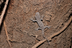 Gekko