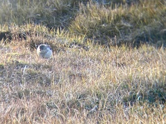 Plectrophenax nivalis