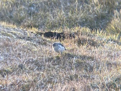 Plectrophenax nivalis