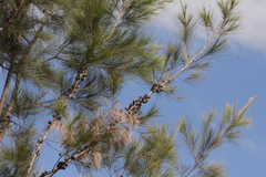 Allocasuarina littoralis