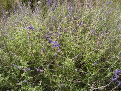 Salvia abrotanoides