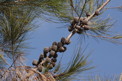Allocasuarina littoralis